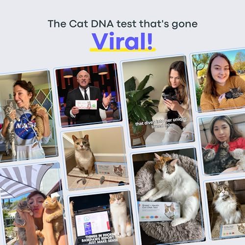 Basepaws Cat DNA Test Kit - Comprehensive Breed  Health and Dental Analysis Across 114 Traits for Accurate and Easy-to-Use Genetic Insights